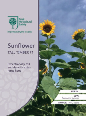 Sunflower Tall Timber F1