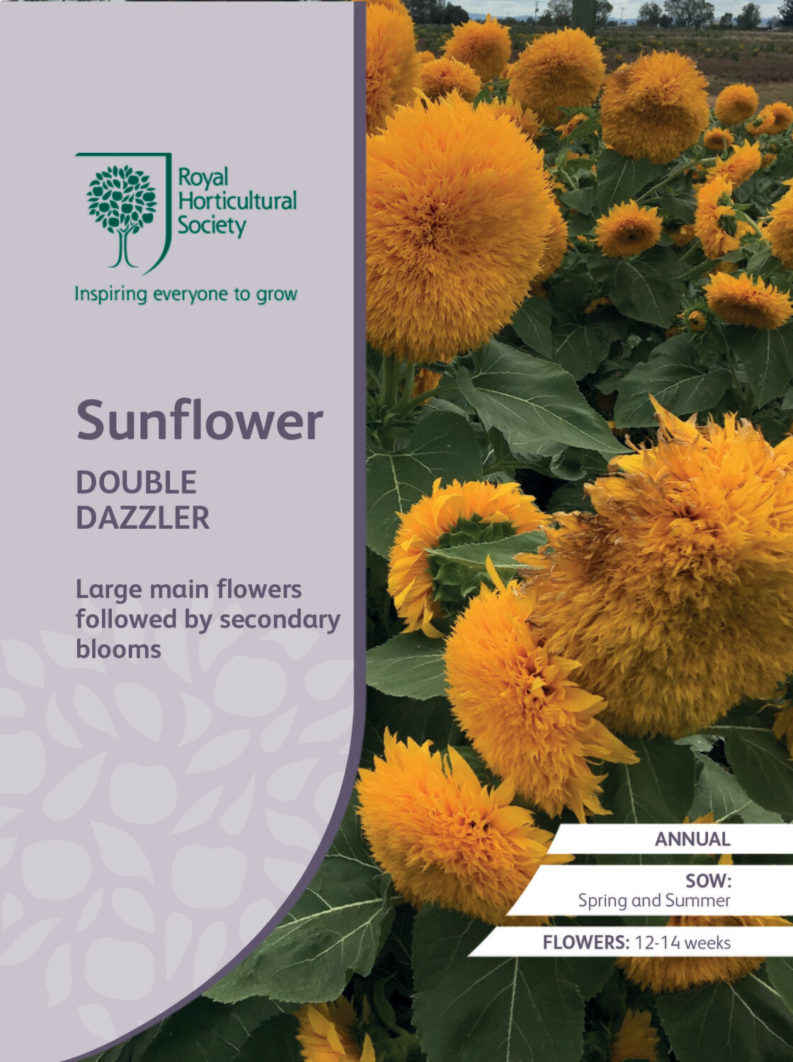 Sunflower Double Dazzler