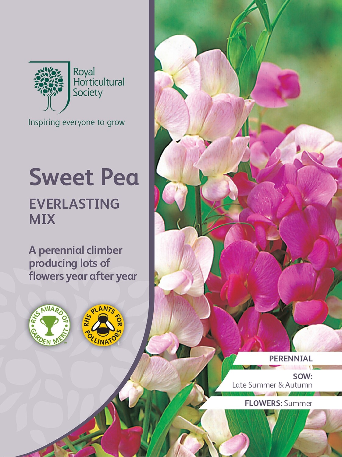 Sweet Pea Everlasting Mix