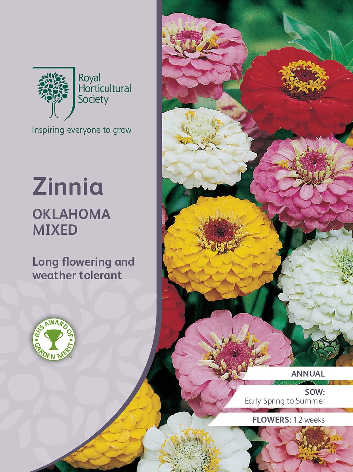 Zinnia Oklahoma Mix