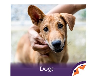 Dogs