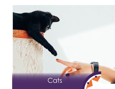 Cats
