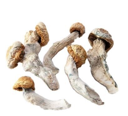 PES Amazonian P. Cubensis Mushroom - 5g Pack
