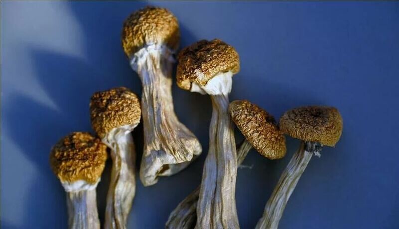 Golden Teacher P. Cubensis Mushroom - 5g Pack