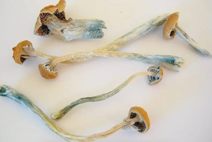 Inca Star Gazers P. Cubensis Mushroom - 5g Pack