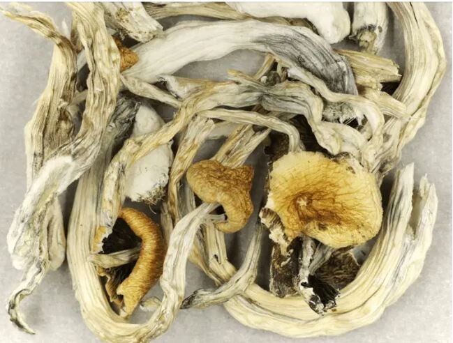 Treasure Coast P. Cubensis Mushroom - 5g Pack