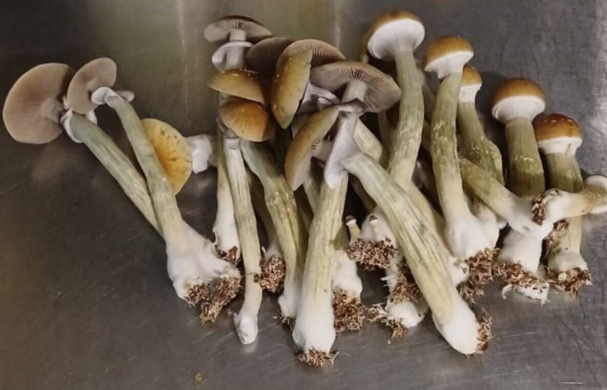 Blue Meanie P. Cubensis Mushroom - 5g Pack