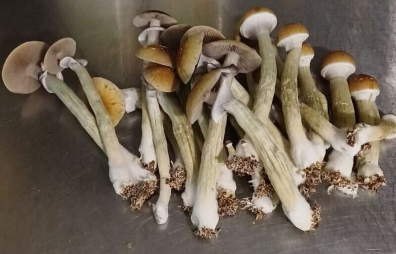 Blue Meanie P. Cubensis Mushroom - 5g Pack