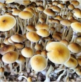 Chitwan Liquid Culture 10ml