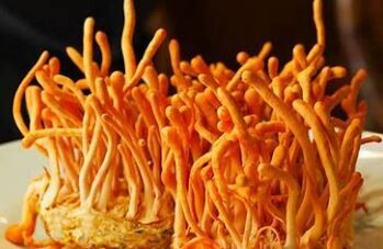 Cordyceps Liquid Culture 10ml