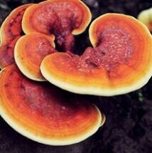 Reishi Liquid Culture 10ml