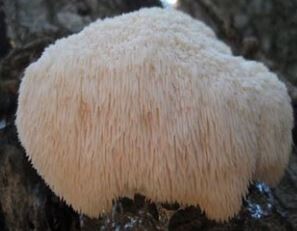 Lions mane Powder 100g Bulk