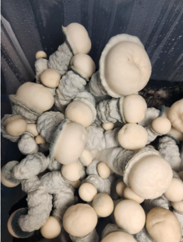 SV 10 Liquid Culture 10ml