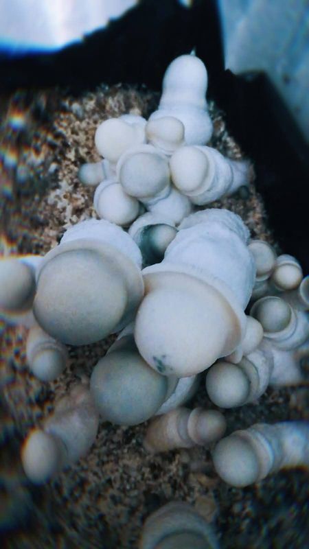 Albino Penis Envy P.Cubensis Mushroom