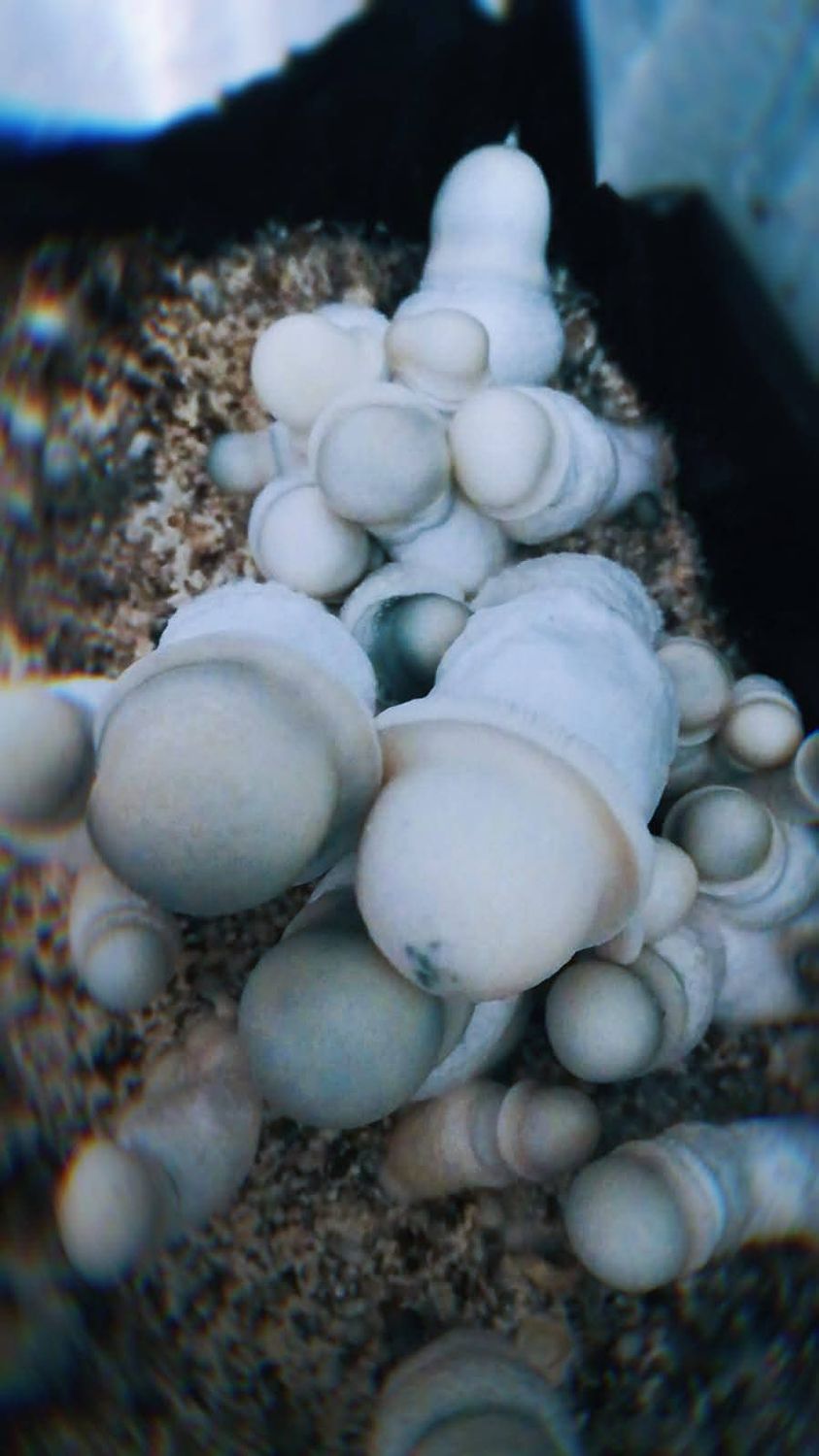 Albino Penis Envy P.Cubensis Mushroom