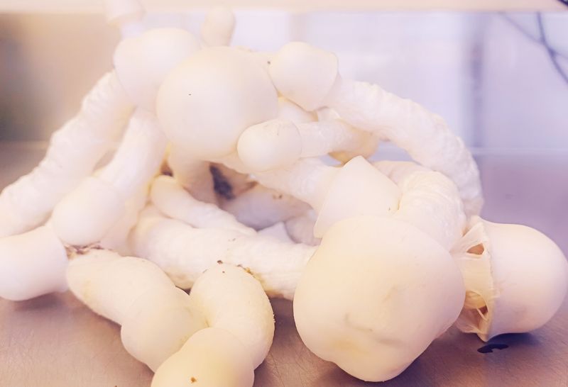 SV10 P. Cubensis Mushroom - 5g Pack