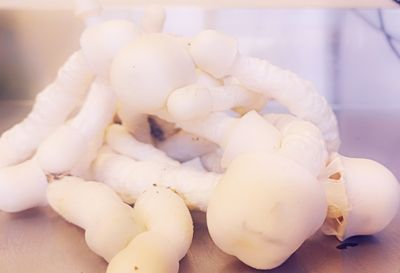 SV10 P. Cubensis Mushroom - 5g Pack