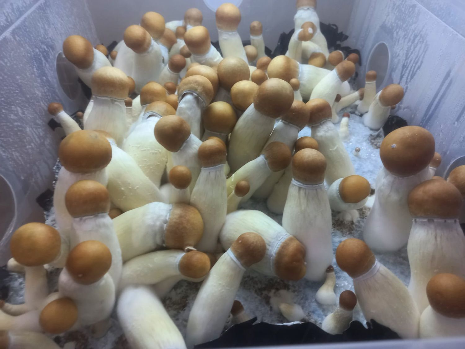 Melmak P. Cubensis Mushroom - 5g Pack