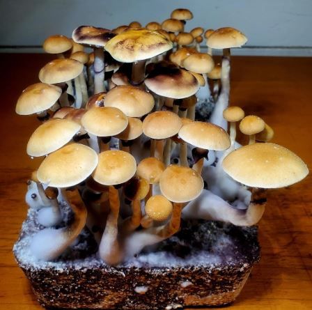Texas Yellow Caps 5g psilocybin mushroom