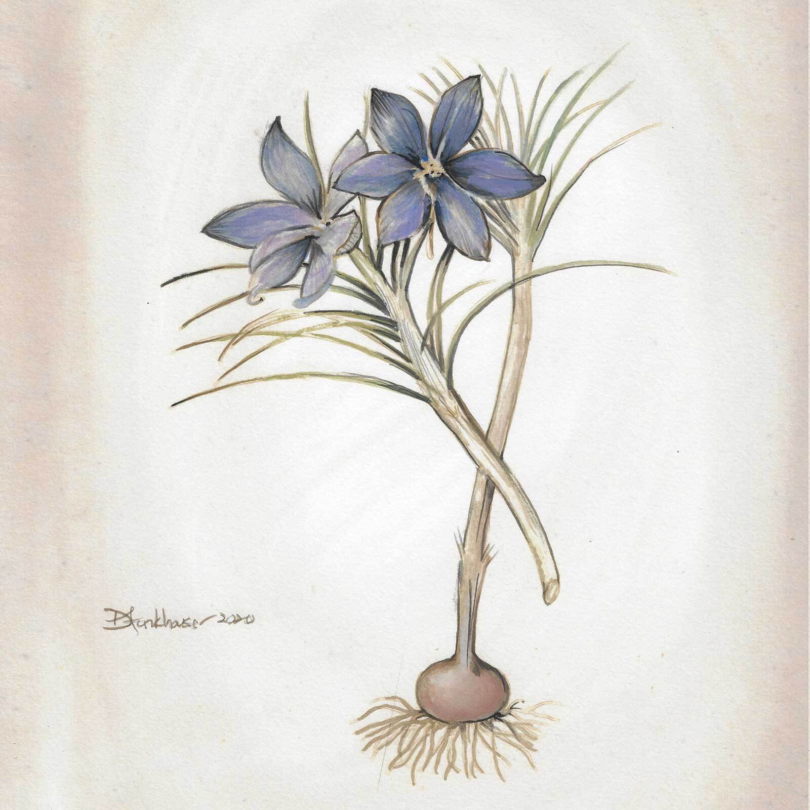 Nigella damascena Nigella damascena