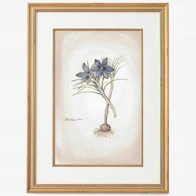 Nigella damascena BOT4NG-AG