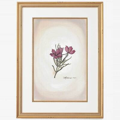 Sidalcea Malviflora BOT3SM-AG