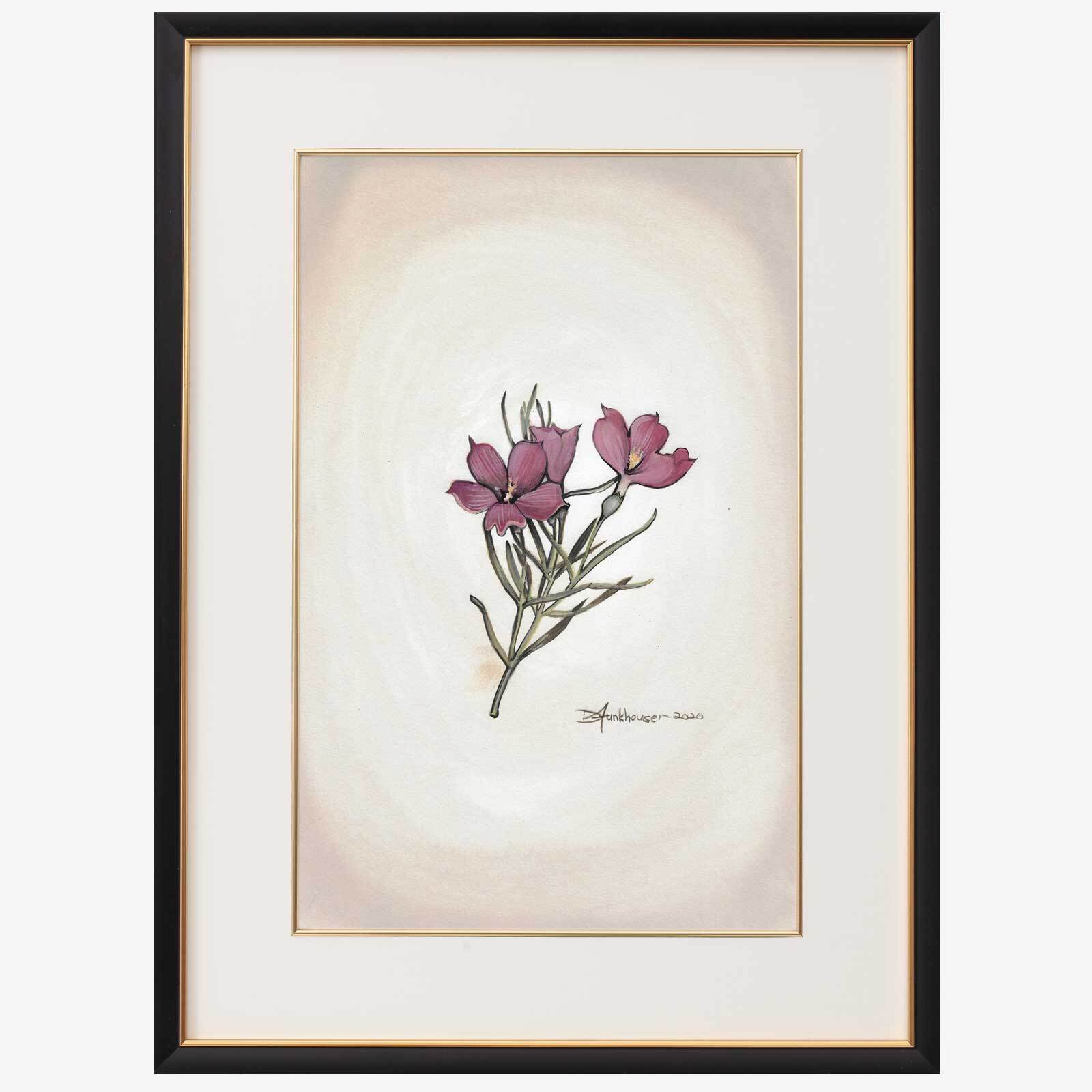 Sidalcea Malviflora Sidalcea Malviflora