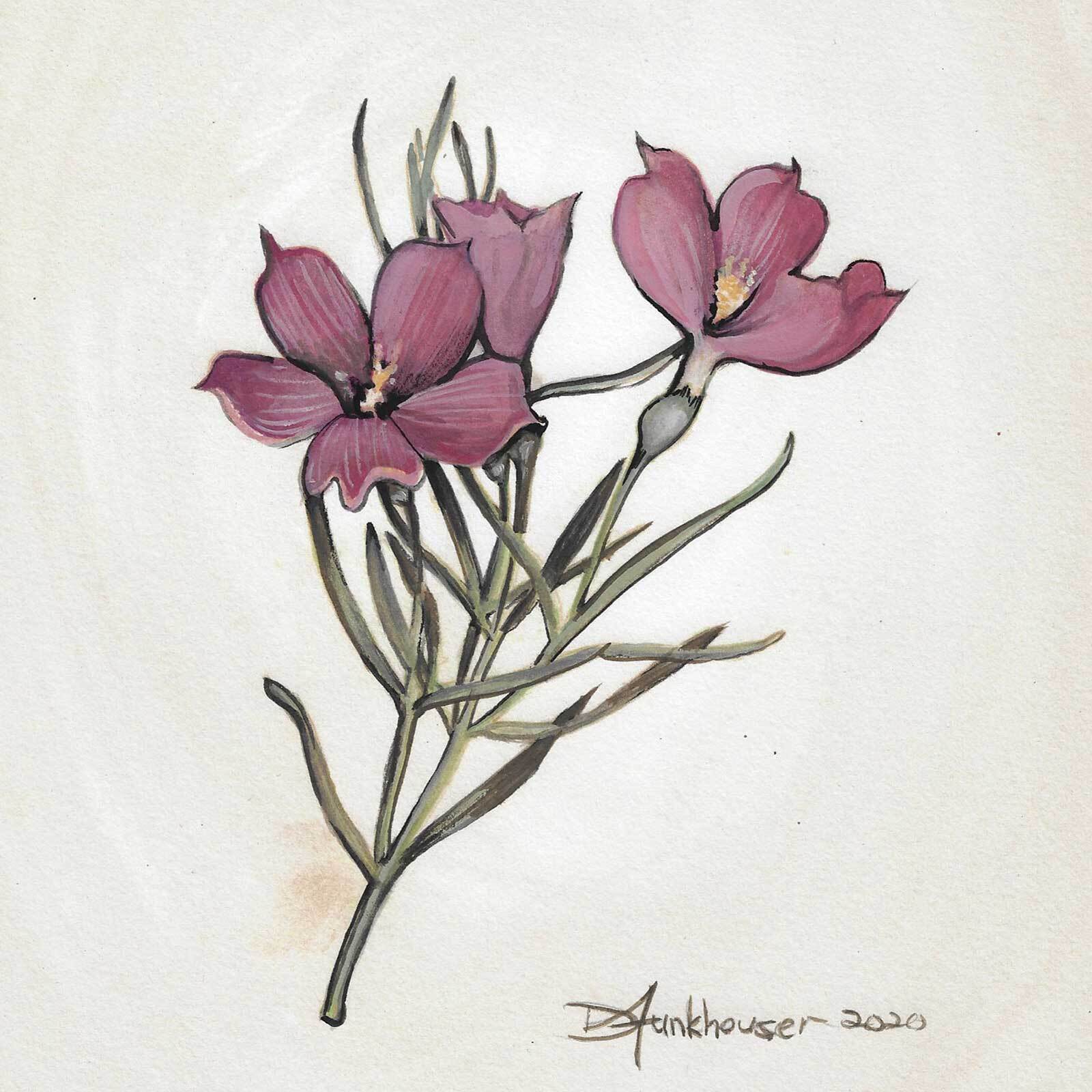 Sidalcea Malviflora Sidalcea Malviflora