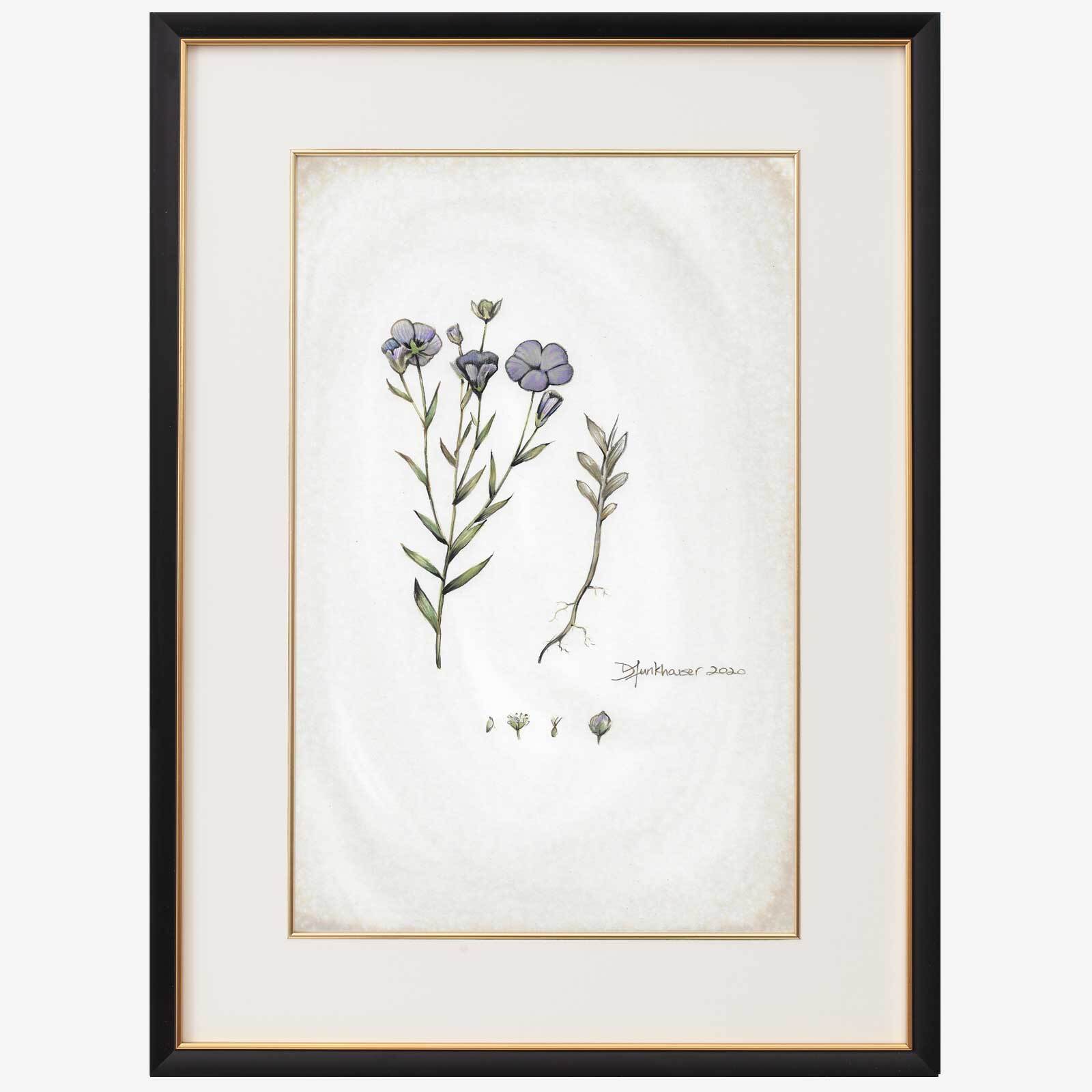 Linum usitatissimum Linum usitatissimum
