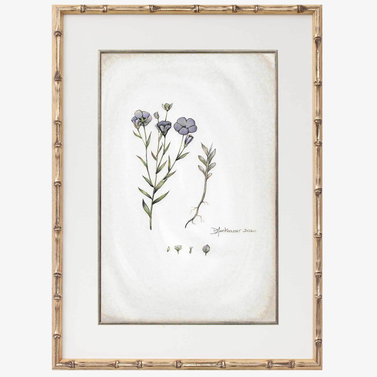 Linum usitatissimum Linum usitatissimum