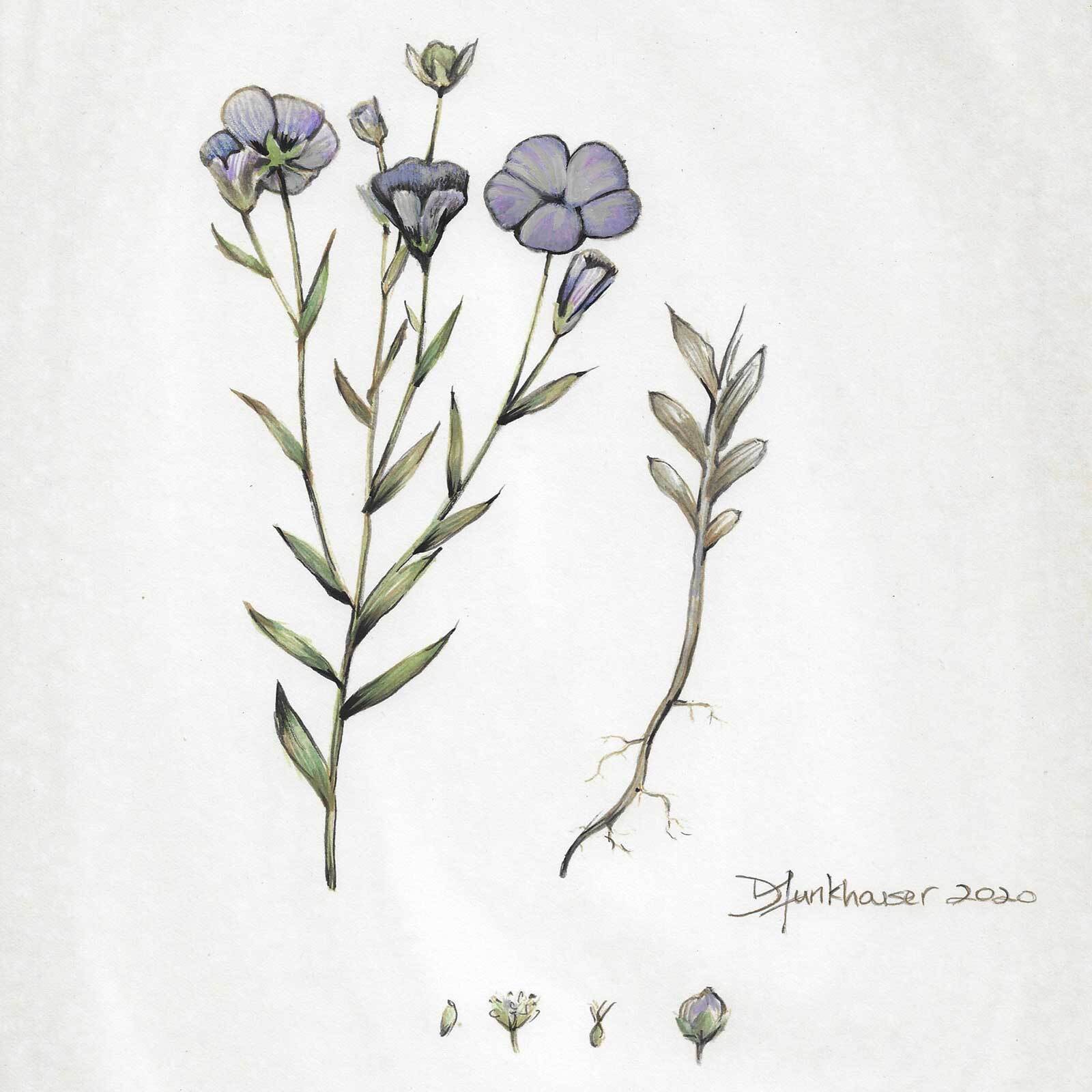 Linum usitatissimum Linum usitatissimum