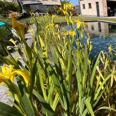 Waterplanten