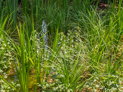 Waterplanten