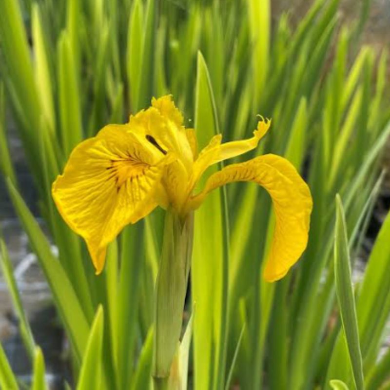 Gele lis/Iris (Iris pseudacorus)