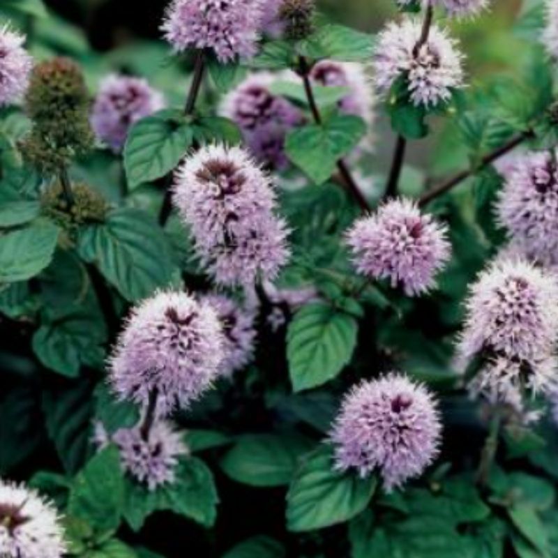 Watermunt (Mentha aquatica)
