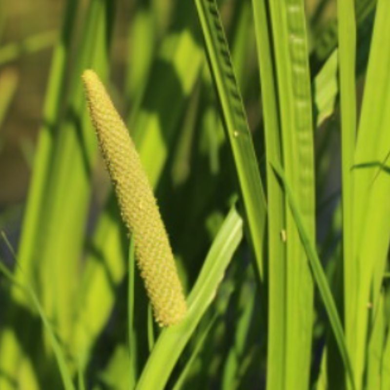 Kalmoes (Acorus calamus)