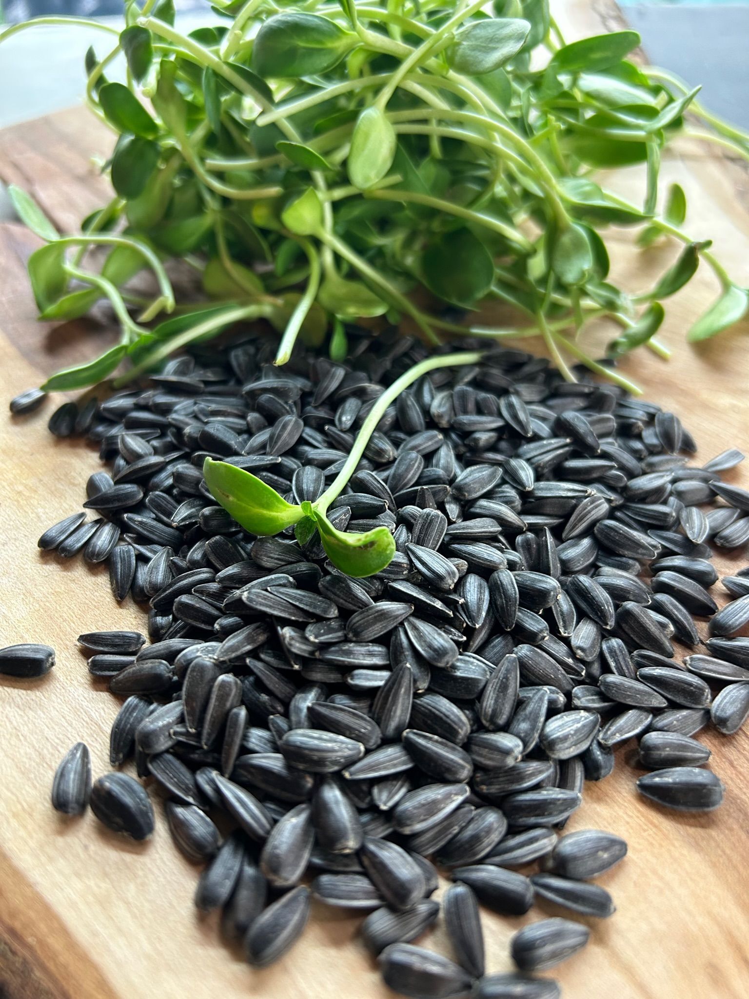 Sunflower Seeds