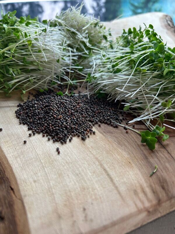 Broccoli Seeds