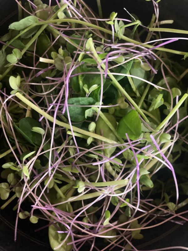 Health Kick Microgreens