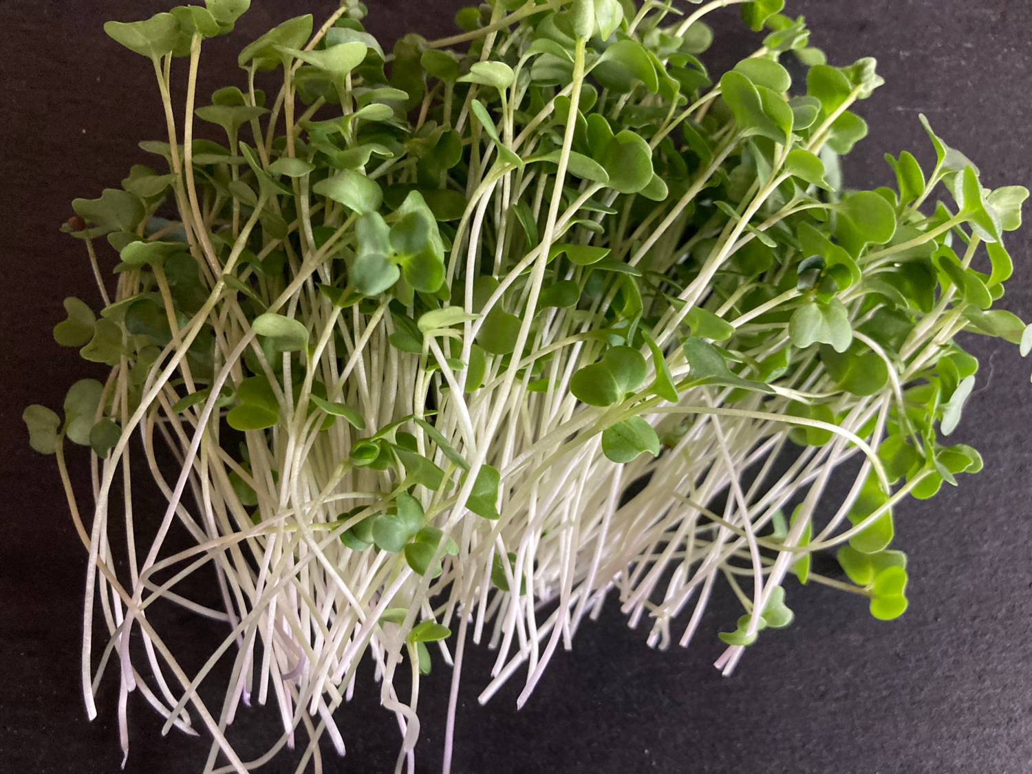 Brassica Blend Microgreens