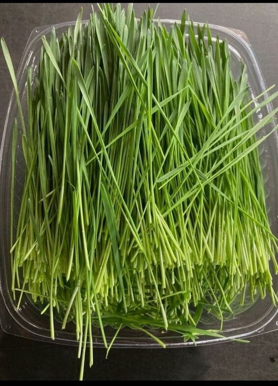 Wheat Grass