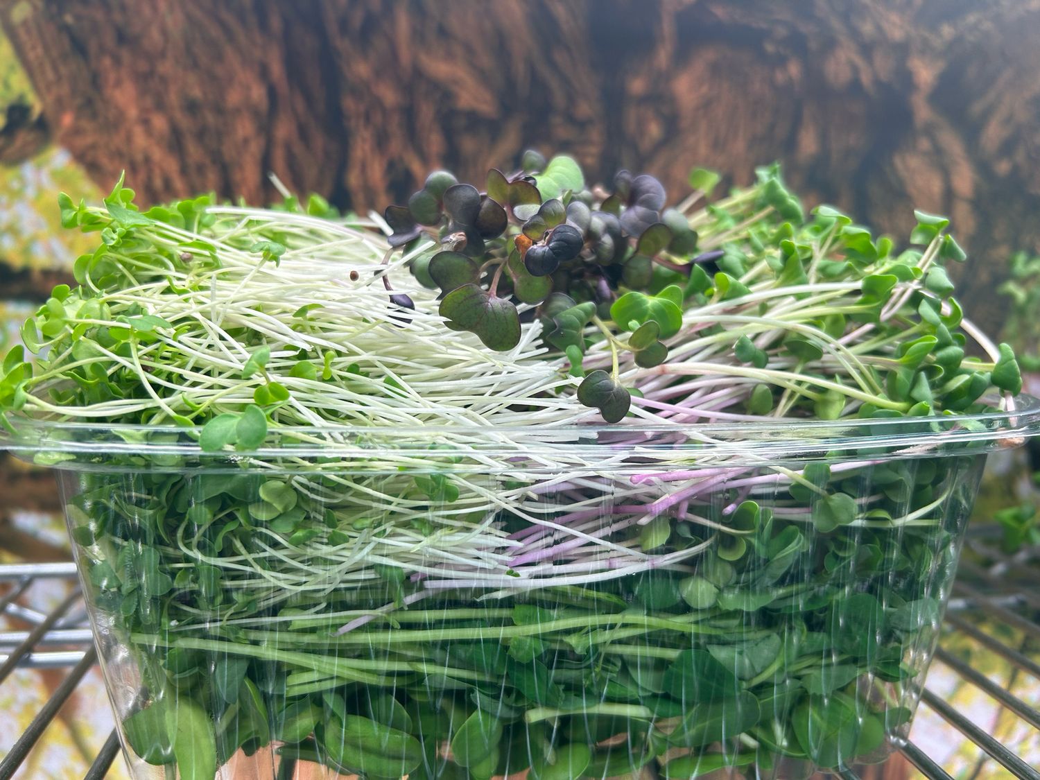 Microgreen Mix Pack