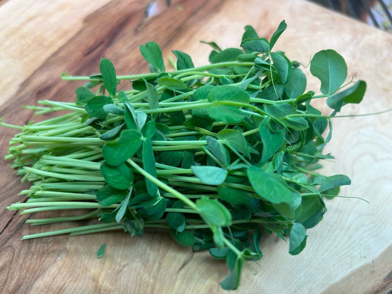 Sweet Pea Microgreens