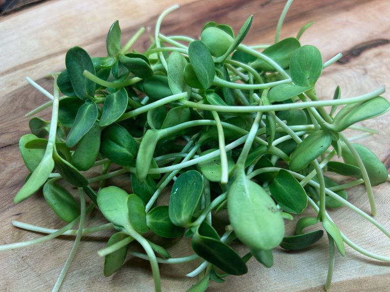 Sunflower Microgreens