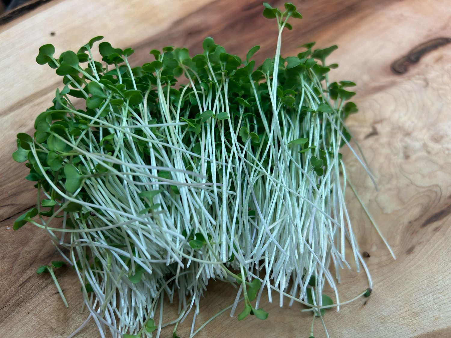 Broccoli Microgreens