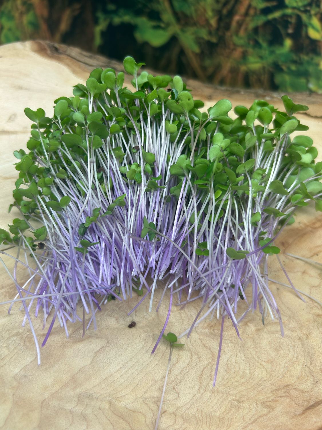 Kohlrabi Microgreens