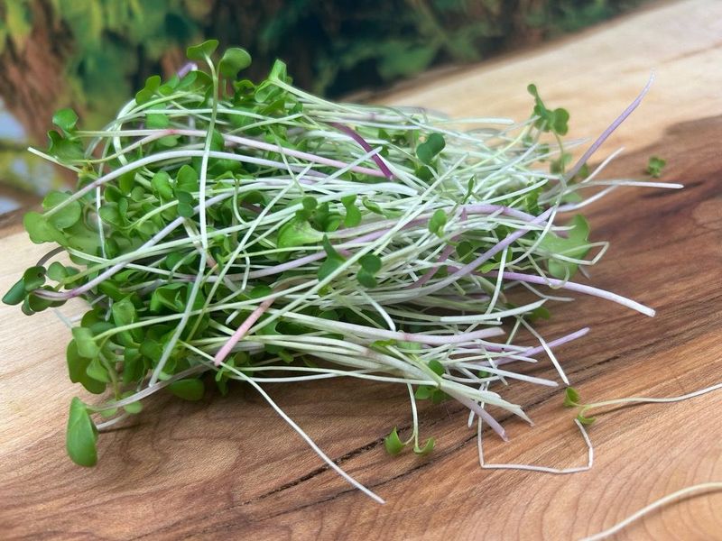 Brassica Blend ( Arugula, Mustard, Broccoli, Radish)