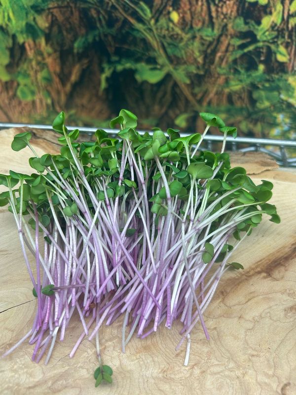 Spicy Radish Microgreens