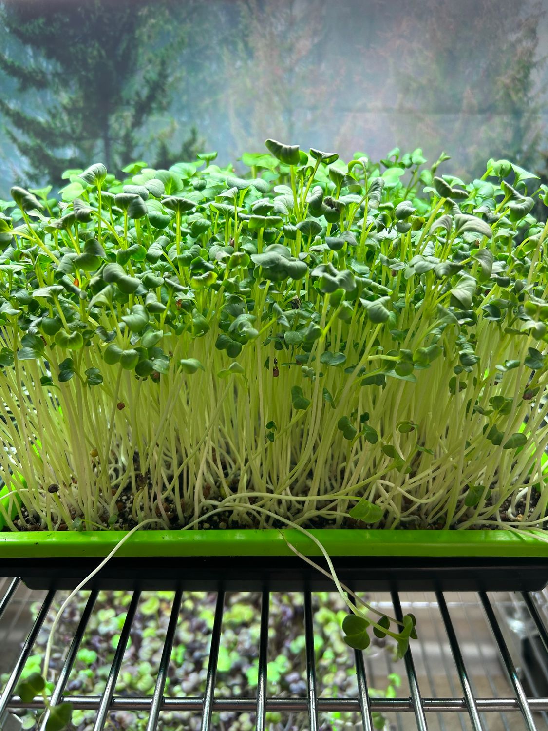 Radish - Daikon (Green)