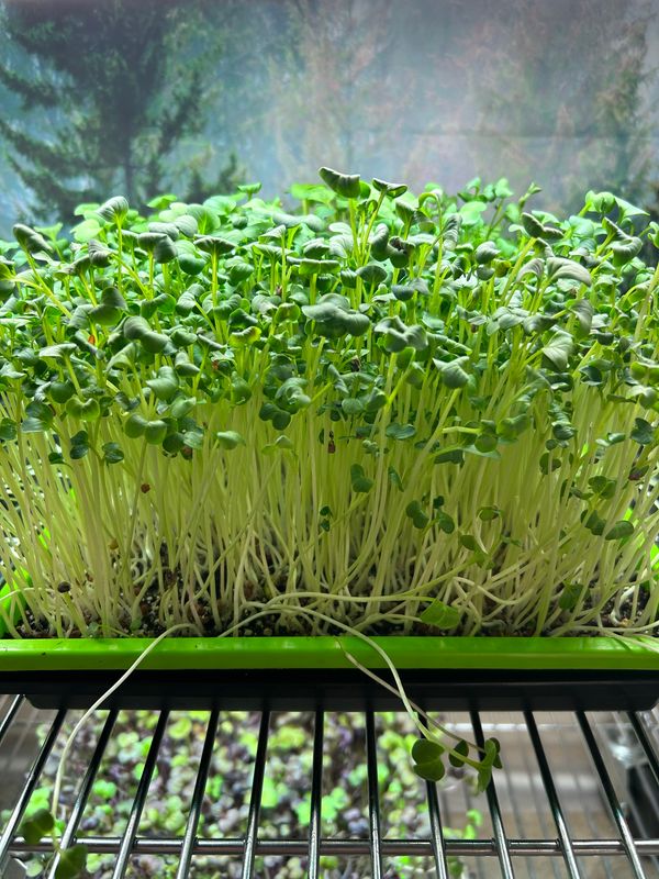 Radish - Daikon (Green)